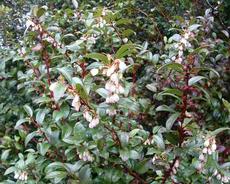 Vaccinium ovatum Huckleberry - grid24_6
