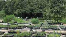 An overview of the nursery stock at Escondido. All we grow are native plants. - grid24_6