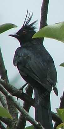 Phainopepla in a Chokecherry. - grid24_6