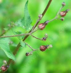 Scrophularia atrata, Bumble Bee Plant with it's funny flowers - grid24_6