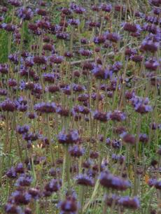 Salvia columbariae Chia - grid24_6