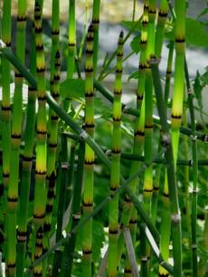 Equisetum hymale Scouring rush - grid24_6