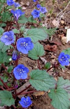 Phacelia campanularia, Desert Bluebell, is growing here in the Santa Margarita garden. - grid24_6