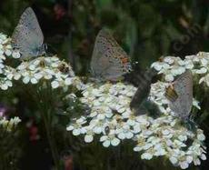 Native yarrow with Hairstreak butterflies. - grid24_6