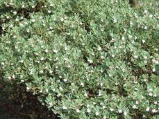 Arctostaphylos pumula, Sandmat Manzanita - grid24_6