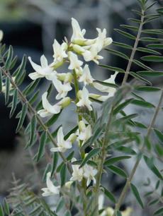 Astragalus trichopodus, Southern California Locoweed flower - grid24_6