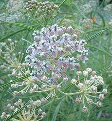 Asclepias fascicularis, Narrow-leaf milkweed flower - grid24_6