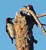 Two Acorn woodpecker Melanerpes formicivorus - grid24_6