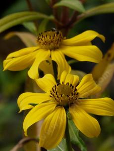 This native plant grows on the edges of salty marshes, or in a conventional garden. GREAT for butterflies. - grid24_6