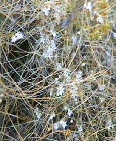 Cuscuta salina Salt-Marsh Dodder - grid24_6
