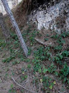 Rubus ursinus, Pacific blackberry - grid24_6