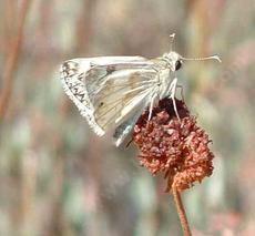 Eriogonum fasciculatum var. polifolium, Eastern Mojave buckwheat  with a Checkered White, Pontia protodice. - grid24_6