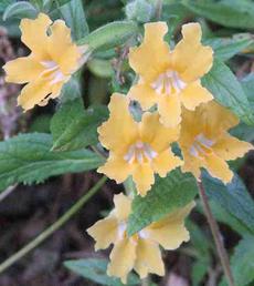 Conejo monkey flower has large flowers on a knee high plant. This plant is 25 years old. - grid24_6
