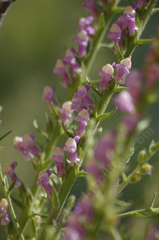 Antirrhinum multiflorum, Mutliflowered Snapdragon Flowers used to be common in the hills around Santa Barbara and Los Angeles. - grid24_6