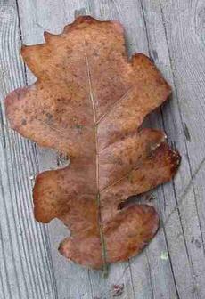 Oregon Oak, <i>Quercus garryana</i> fall(en) leaf - grid24_6
