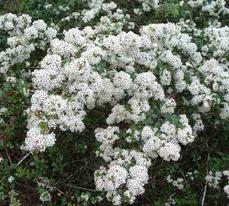 This Ceanothus megacarpus X cuneatus was growing on top of a peak on South Vandenberg, south east of Lompoc. - grid24_6