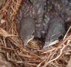 Baby Western Bluebirds in their nest. - grid24_6