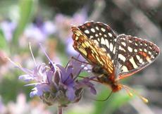 Salvia Gracias with a Checkerspot butterfly. Native plants can bring a garden to life with native butterflies. - grid24_6