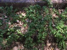 Yerba Buena, Satureja douglasii is a green groundcover. that will grow in light shade - grid24_6