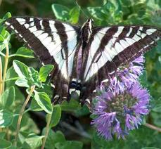 Pale swallowtail, Papilio eurymedon from top - grid24_6