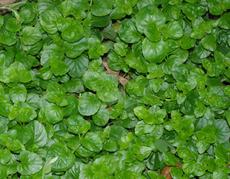Yerba Buena, Satureja douglasii is a beautiful flat green ground cover that smells good and some use as tea. - grid24_6