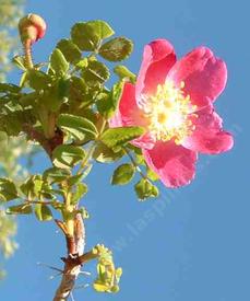 Rosa gymnocarpa - grid24_6
