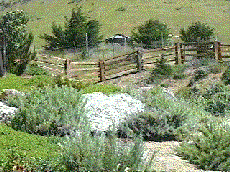 A Good native landscape planted with no irrigation system and no watering. - grid24_6