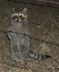 You will misspell raccoon, you will misspell raccoon.... - grid24_6