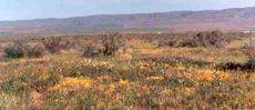 The Shadscale plant community in spring. - grid24_6