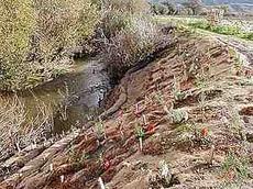 a creek bank restoration planting - grid24_6