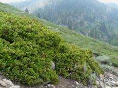 Arctostaphylos patula, Greenleaf Manzanita at a higher elevation in the Sierras. When the get 3-5 meters of snow on them they lay low. - grid24_6