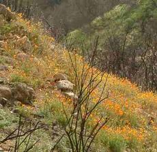 A natural recovery of a California ecosystem after a fire.NO grasses or weeds. - grid24_6