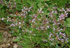 Salvia munz, Munz sage - grid24_6