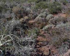 Coastal sage scrub - grid24_6