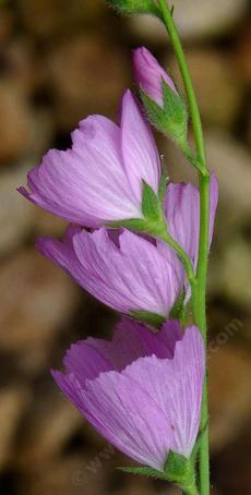 Side view of Sidalcea malvaeflora, Checkerbloom - grid24_6