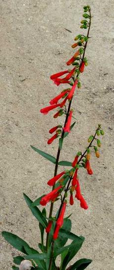 A Penstemon eatonii in the nursery - grid24_6