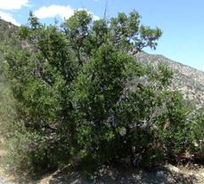 Quercus-cornelius-mulleri as a tree along Hwy. 18 North of Big Bear. This oak is native to much of interior Southern California. - grid24_6