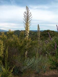 Yucca in the chaparral plant community. - grid24_6