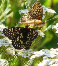 A Coronis Fritillary and Variable Checkerspot on a California Yarrow. - grid24_6