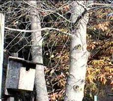 Bluebird house - grid24_6