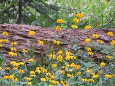Rudbeckia californica - grid24_6