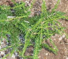 Adenostoma fasciculatum Prostrate Chamise - grid24_6