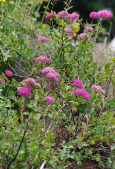 Spiraea densiflora ssp. splendens, Rosy Spiraea, Alpine Spiraea, Mountain Spirea - grid24_6