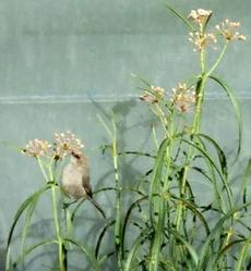 A Bushtit eating the aphids off of the Milkweed. - grid24_6