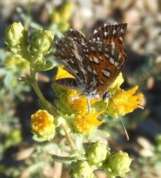 Hazardia squarrosus ssp. grindelioides is also know as a Saw toothed goldenbush. This one has a Behl or Mormon Metalmark Butterfly enjoying it. - grid24_6