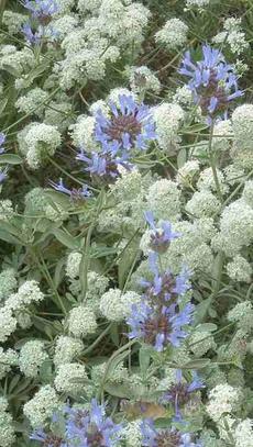 I love the combination of Sages and Buckwheat. This is Cleveland sage and California Buckwheat. - grid24_6