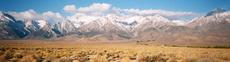 Sage brush community in Owens Valley, the plants are native Rabbit Brush and Big Basin Sage. - grid24_6