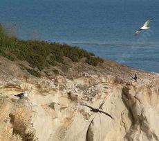 Coastal bluff in Shell beach. These spots are very high in salts and humidity, but very dry. - grid24_6