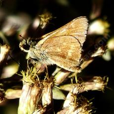 Sandhill Skipper butterfly, Polities sabuleti - grid24_6