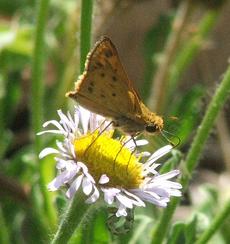 Hylephila phyleus Fiery Skipper - grid24_6